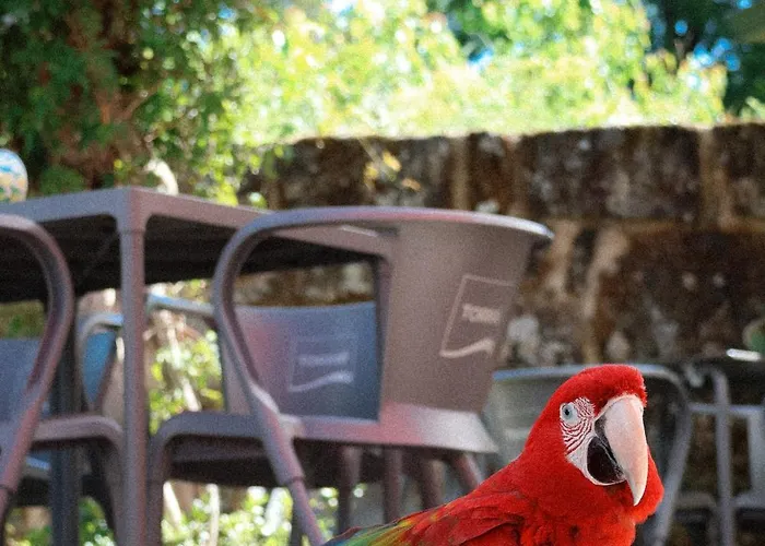 Ninho D'arara B&B 톤델라